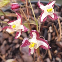 Epimedium youngianum 'Roseum'